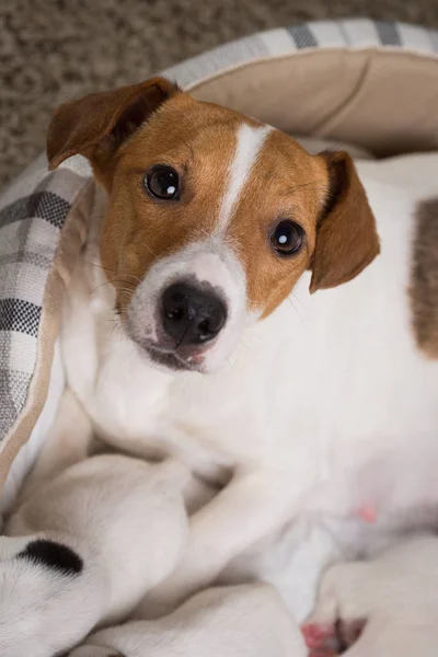 The dog feeds the puppies of the newborn breed Jack Russell Terrier, Age six days