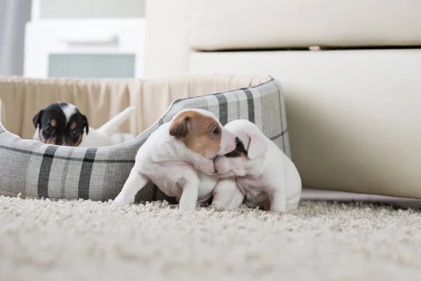 Jack Russell puppies four weeks old