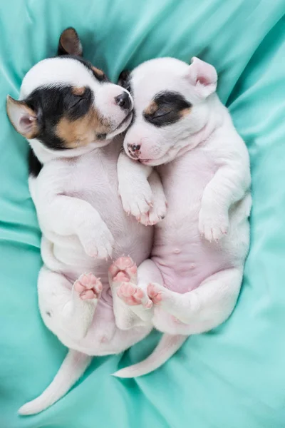 Jack Russell puppies four weeks old