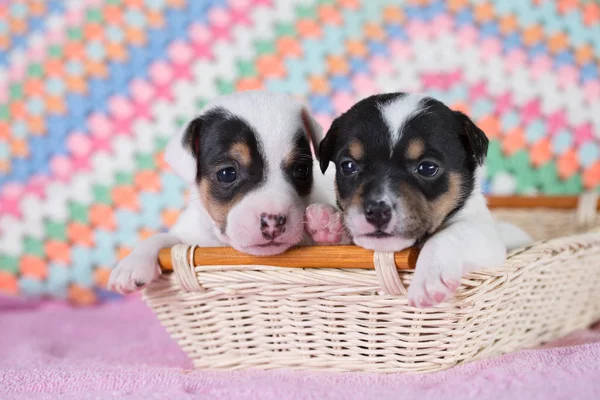 Jack Russell puppies four weeks old