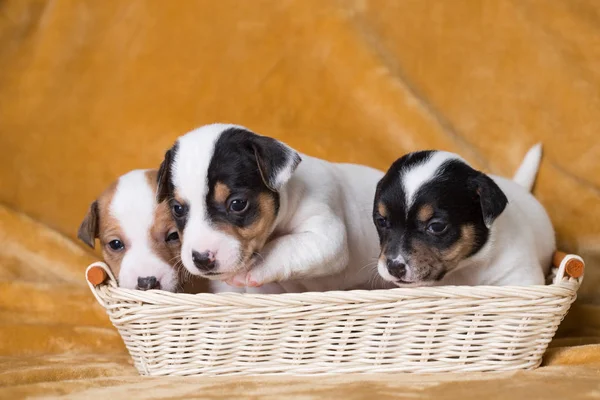 Jack Russell puppies four weeks old