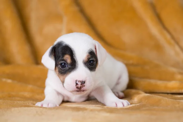 Jack Russell puppy four weeks old