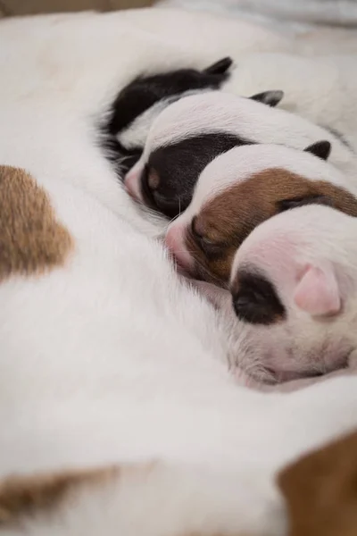 dog feeds the puppies,  Jack Russell Terrier