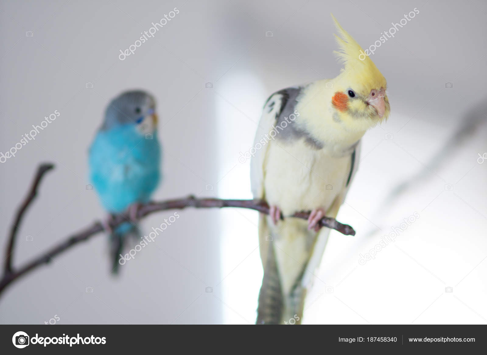 How many years live wavy parrots Life expectancy wavy parrots 79 How many years live wavy parrots Life expectancy wavy parrots 63