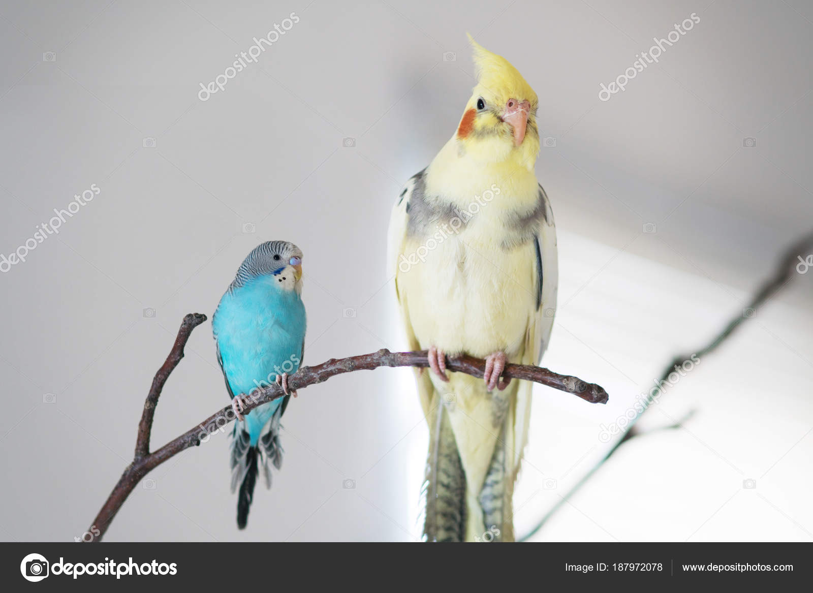 How many years live wavy parrots Life expectancy wavy parrots 71 How many years live wavy parrots Life expectancy wavy parrots 70