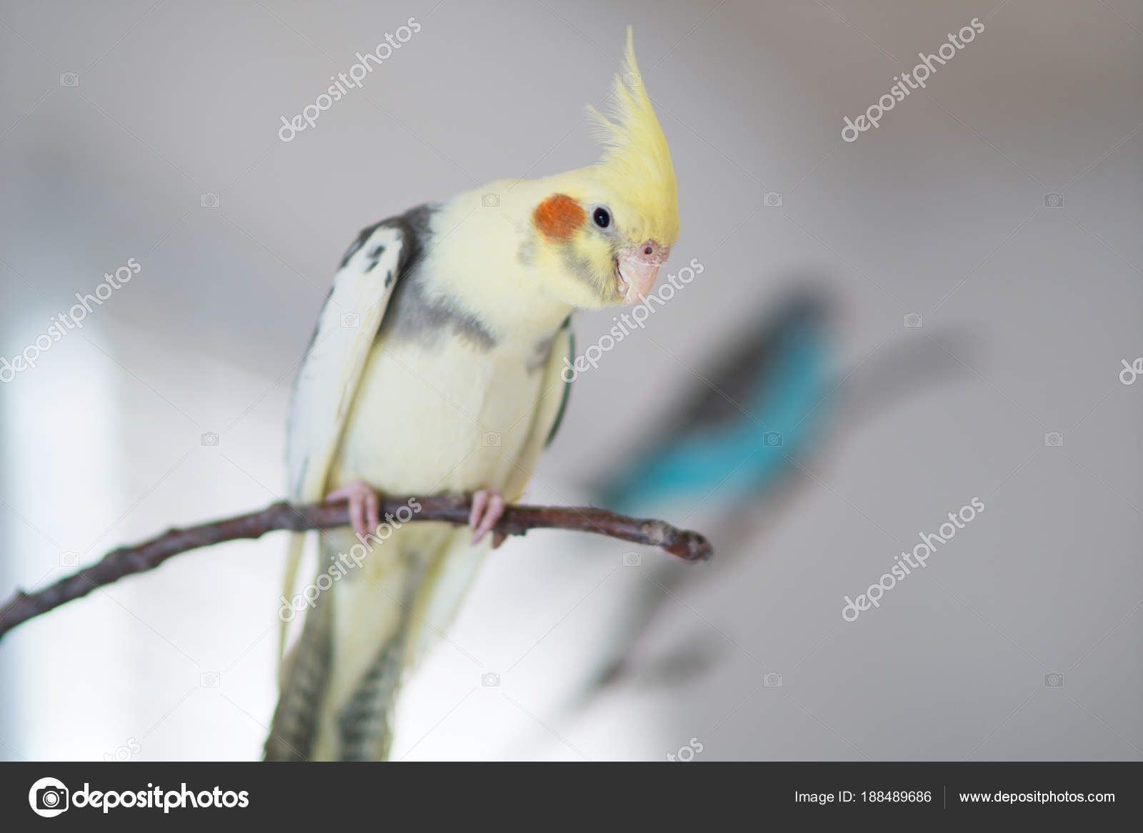 How many years live wavy parrots Life expectancy wavy parrots 39 How many years live wavy parrots Life expectancy wavy parrots 55