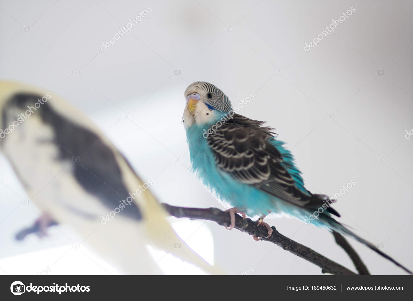 How many years live wavy parrots Life expectancy wavy parrots 99 How many years live wavy parrots Life expectancy wavy parrots 58