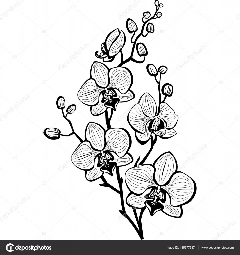 Vektorgrafiken Orchidee Vektorbilder Orchidee Depositphotos