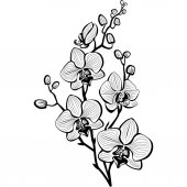 náčrt květy orchidejí