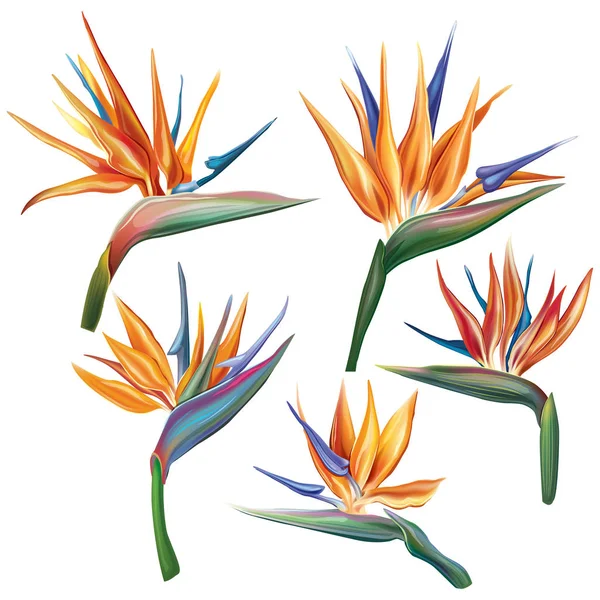 Strelitzia reginae (ave del paraíso) flor — Vector de stock