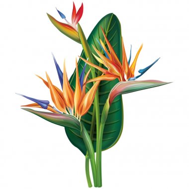 Strelitzia reginae çiçeği beyaz üzerine