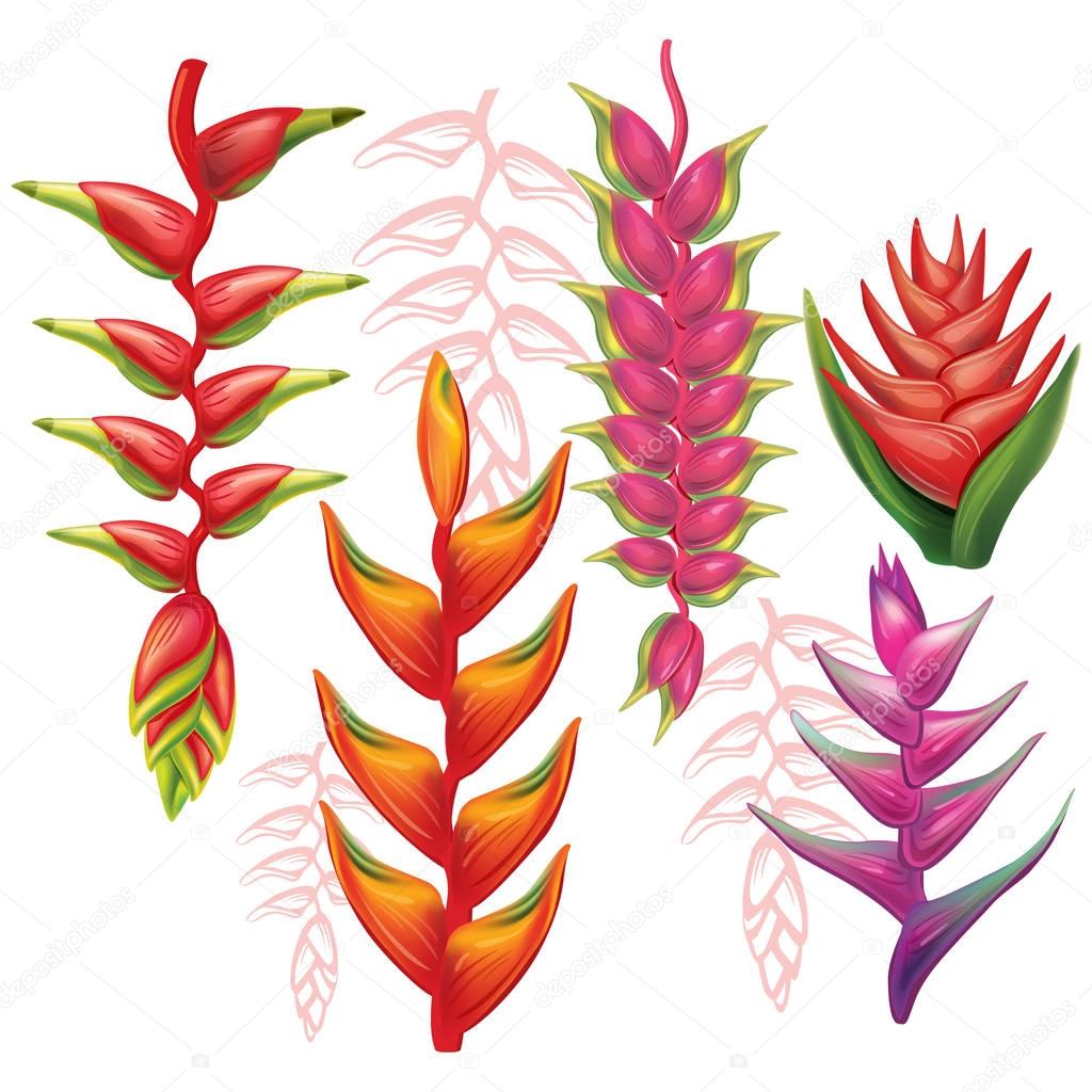 Set of Heliconia flowers