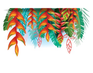 Heliconia çiçekli ayarlanamaması