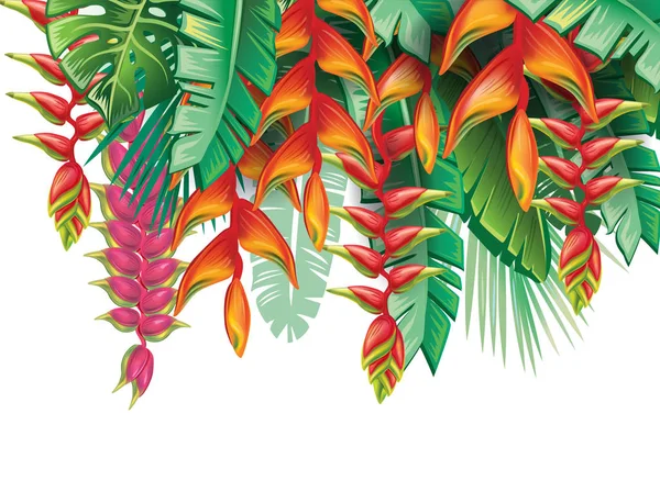 Tropical plants and Heliconia flowers — Stock Vector