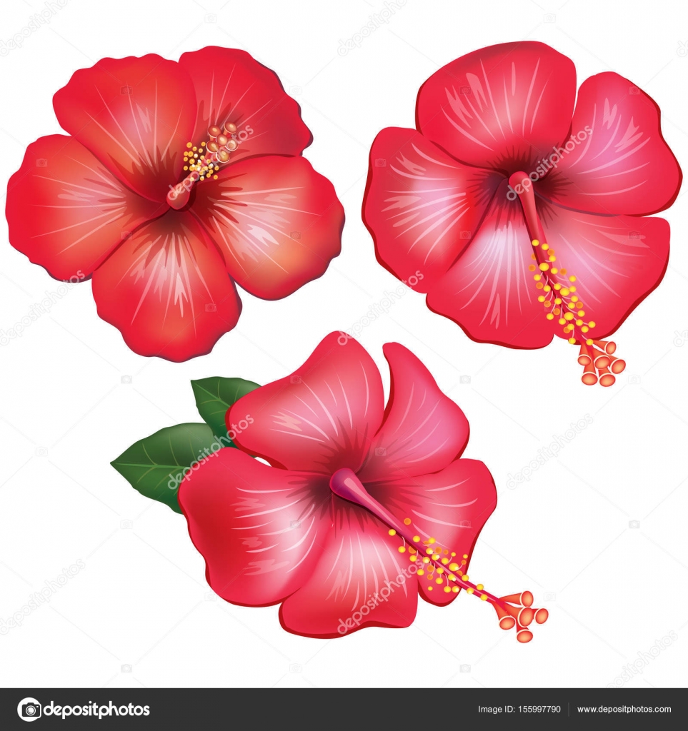 Set of red hibiscus flowers Stock Vector Image by ©wikki33 155997790