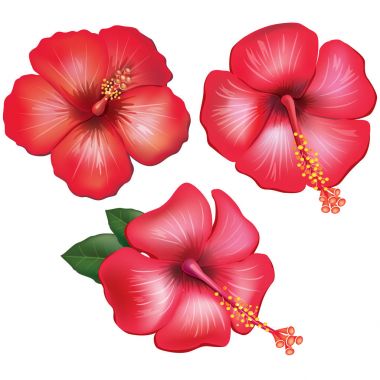 Kırmızı hibiscus çiçek kümesi