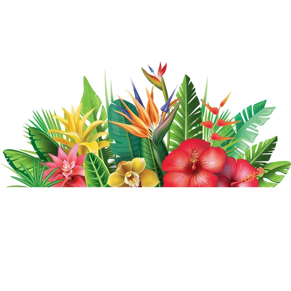 Banner from tropical plants — Stock Vector