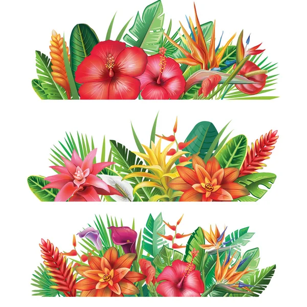 Banner from tropical plants — Stock Vector
