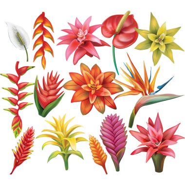 Set of Tropical Flowers clipart