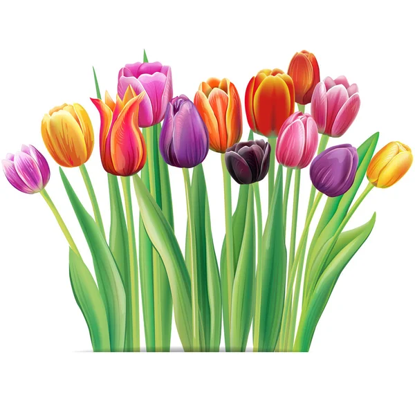 Boeket van multicolor tulpen — Stockvector