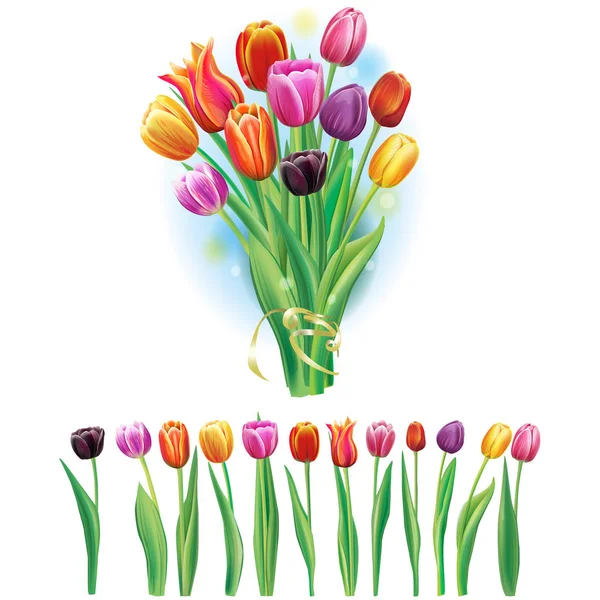 Buquê e borda com tulipas multicoloridas — Vetor de Stock