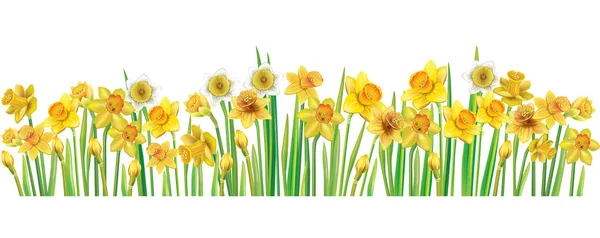 Border with multicolor vector daffodilses — Stock Vector