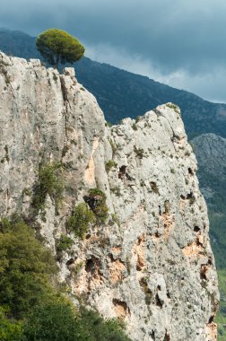  Dağda büyüyen yalnız bir çam