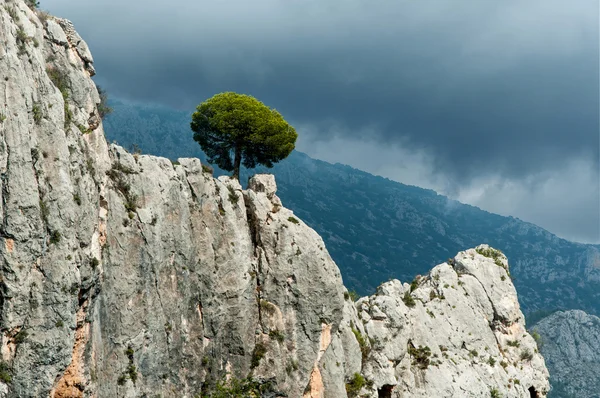 Naaldboom die groeien uit de rotsen — Stockfoto