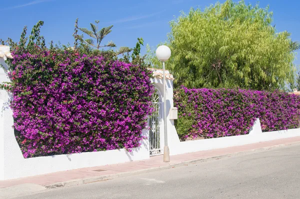 Fense fiori, Spagna — Foto Stock