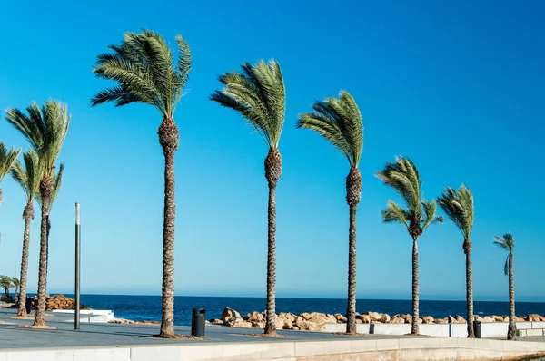 Sea promenade flanked by palms in Spain — Stock Photo, Image