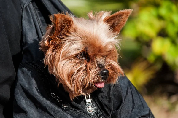 Yorkshire Terrier köpek çanta içinde — Stok fotoğraf