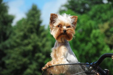 Yorkshire terrier sepet bisiklet içinde oturan