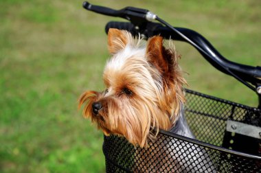Yorkshire terrier sepet bisiklet içinde oturan