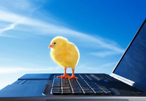 Pasgeboren weinig kip en laptop — Stockfoto