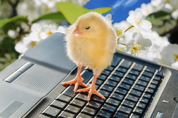 Pasgeboren weinig kip en laptop — Stockfoto