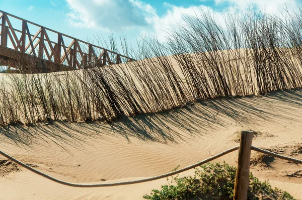 Sand dunes. The protected environment — Stock Photo, Image