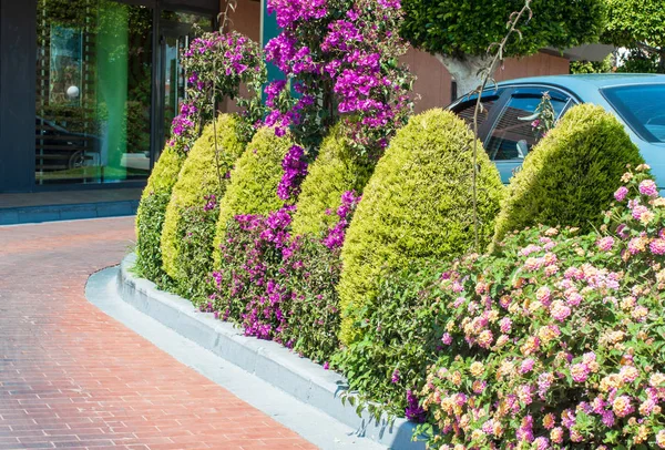 Yard of suburban home — Stock Photo, Image