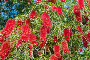 Kırmızı şişe fırça çiçekleri ( Callistemon Bitki )