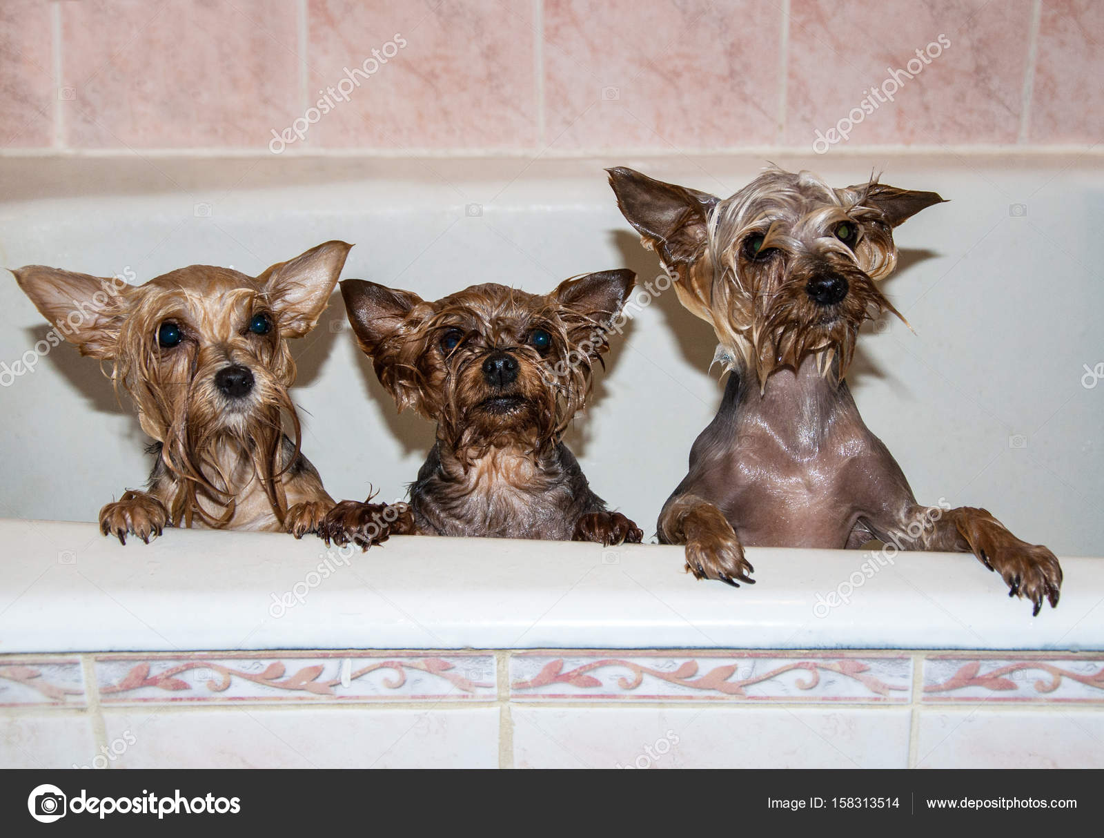 Cute wet dogs in the bath — Stock Photo © Katkov #158313514