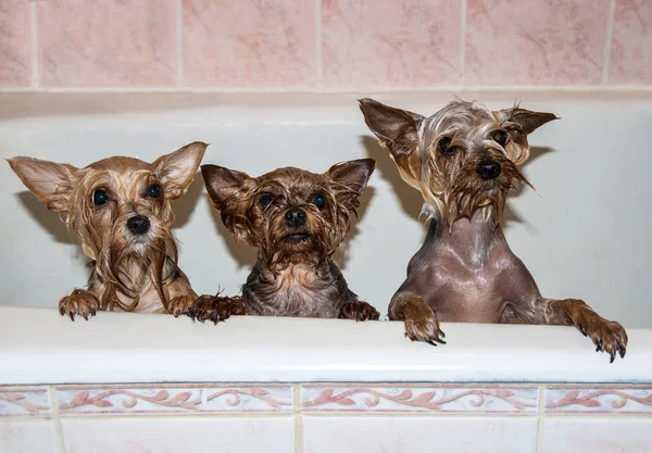 Cute wet dogs in the bath — Stock Photo, Image