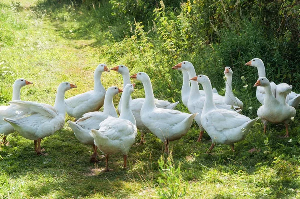 Un groupe d'oies blanches — Photo