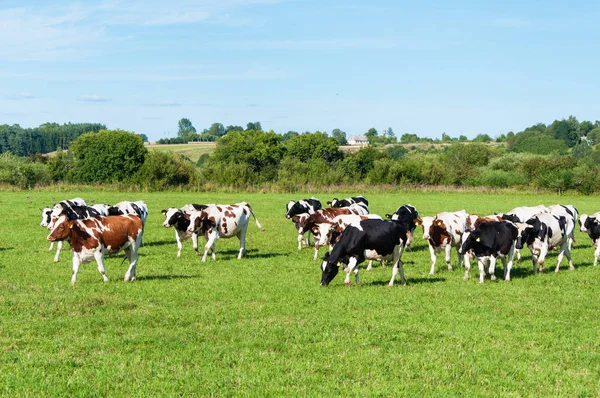 Dairy cow in pasture — Stock Photo, Image