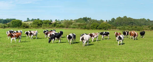Dairy cow in pasture. Panorama. Banner — Stock Photo, Image