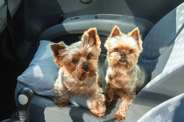 Szczenię yorkshire Terrier w samochodzie — Zdjęcie stockowe