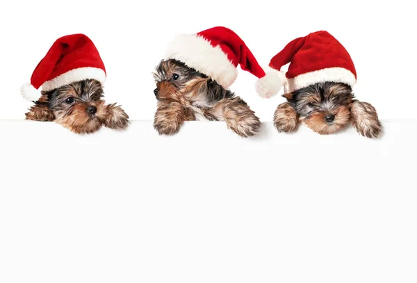 Perros de Navidad con bandera blanca —  Fotos de Stock
