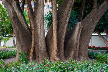 Parktaki yaşlı ağaç