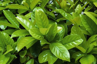 Limon taze yeşil yaprakları