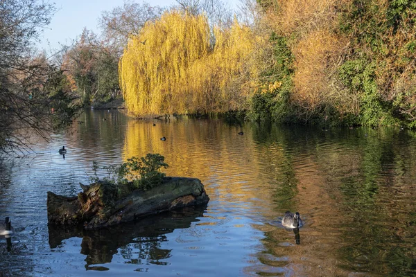 Hermoso parque en otoño, Estanque con patos . — Foto de Stock