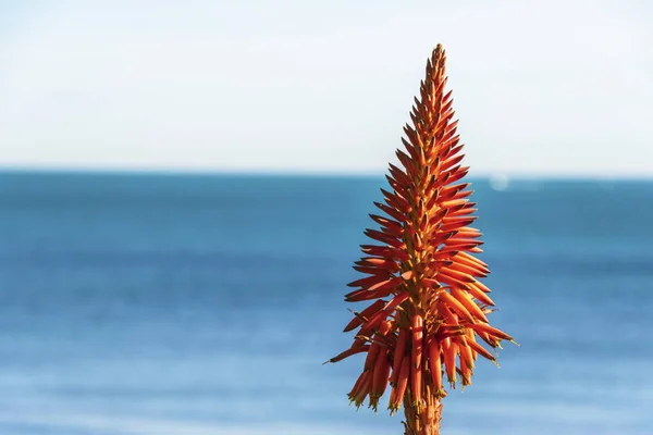 Aloe vera Blom. — Stockfoto