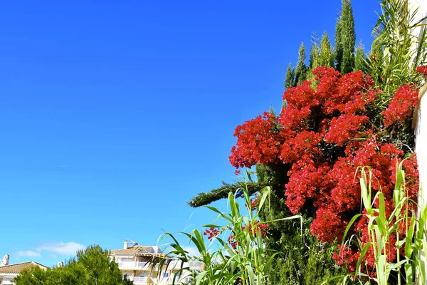 Bellissimi fiori tropicali — Foto Stock